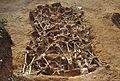 Spanish Civil War - Mass grave - Estépar, Burgos.jpg