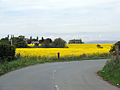 Winwick - Oilseed Rape Field.jpg