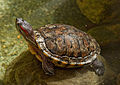 RedEaredSlider05.jpg