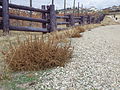 Amaranthus albus (8186658004).jpg